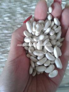 white kidney bean