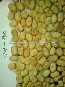 dry  broad   beans 