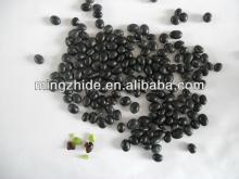 black bean