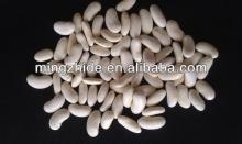 New Crop Beans,180~200,200~220pcs/100g