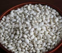 white kidney bean,wkb,lskb,pskb