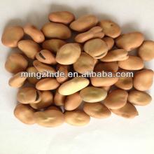 BROAD BEANS