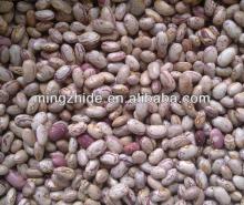 New Crop Wax Beans,200~220pcs/100g