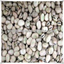 export broad beans