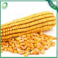  Feed   grade  Dried Yellow Corn from China