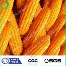 high purity corn oil for sale