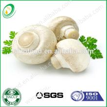canned mushroom pns 425g from China high quality