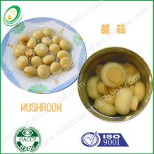 Canned Whole Mushroom
