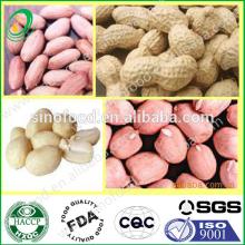 Raw Peanuts in Shell 2013 New crop