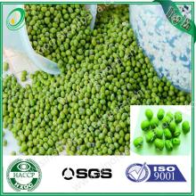green mung beans/forzen green bean