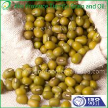 Dried green mung beans in pp bags from China
