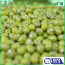 low price green  mung   bean   seed s new crop