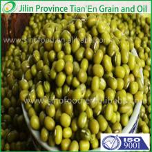  Export  organic ground green mung beans popular with buyer
