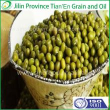 Dry high quality bulk green mung bean with a good price (Skype: live:wangqiudantt)