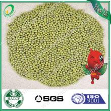 High quality green mung beans/green mung beans specification/pickled green bean