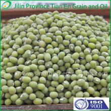 Dry high quality bulk myanmar green mung bean with a good price