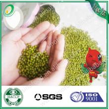 green mung beans/green mung beans specification/pickled green bean
