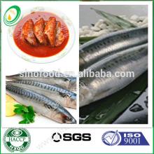 canned sardine  fish  with  vegetable s oil from China 125g