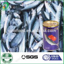 canned virtualvisit in tomato suuce 425 g from China with factory price