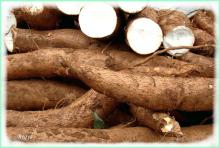 FRESH TAPIOCA FOR SALE