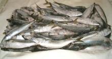 FROZEN SARDINE FISH FOR SALE