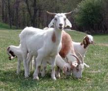 BOER GOATS