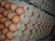  FRESH   POULTRY  BROWN AND WHITE TABLE EGGS