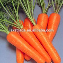 High quality fresh carrot from China (H)