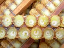 2014 100% pure fresh wholesale royal jelly 1000mg