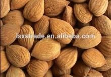  Bitter  Apricot Seed/Chinese  Raw   bitter  Almond