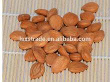 Almond in Shell for Sale