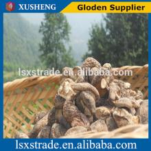 shitake mushroom from china(B)