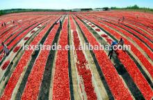 canned tomato sauce tomato paste supplier tomato paste factory