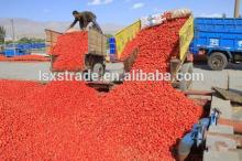 Canned Tomato Paste 400g/tin easy open