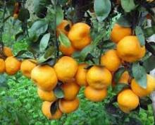 mandarin