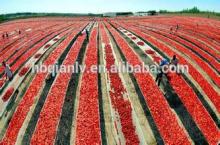 XinJiang canned tomato paste