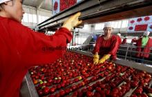 tomato paste price