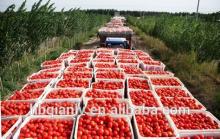 bluk tomato sauce in drum