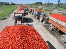 factory of Canned whole peeled tomato