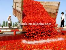 Canned Tomato Sauce With Best Price