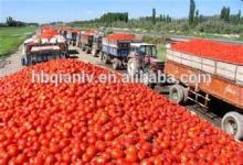 tomato sauce brand made in China