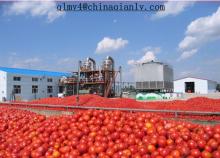 2014 New  Tomato   Paste   140g 