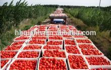 tomato paste 70g/198g/400g/800g/2.2kg/3kg/4.5kg