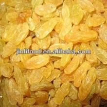 2012 crop Golden Raisin