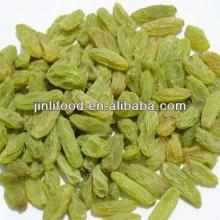 top quality chinese raisin seller green raisin xinjiang origin raisin