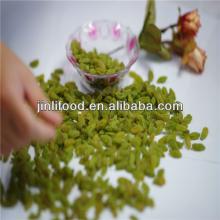 top quality chinese raisin manufacturer green raisin xinjiang origin raisin