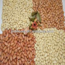 peanut kernel for butter