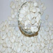 11cm snow  white  pumpkin  seeds  on sale