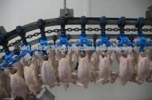 CLEAN EUROPEAN FROZEN WHOLE CHICKEN FOR SALE