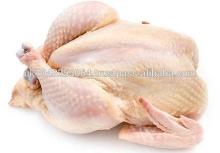  Halal   chicken . frozen   halal   chicken .whole  frozen   chicken  .competitive  prices  !!!